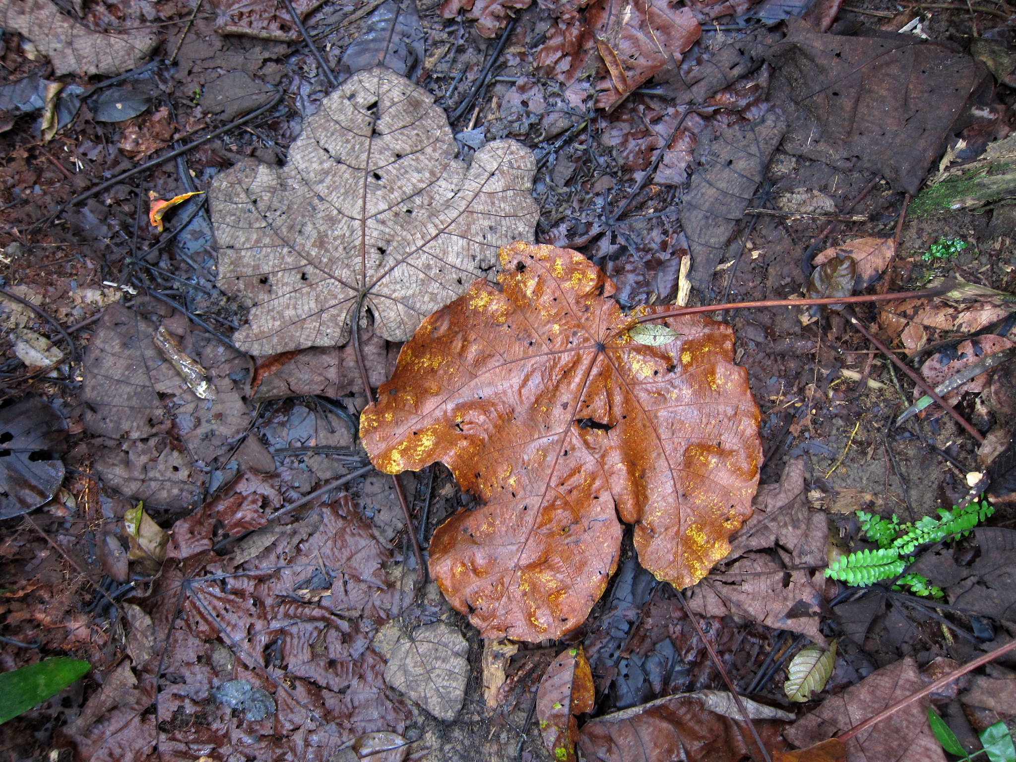 Changes in the time when leaves fall from trees during autumn may affect their carbon uptake. Jnzl’s Photos, Flickr